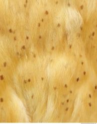 Photo Textures of Animals Skin